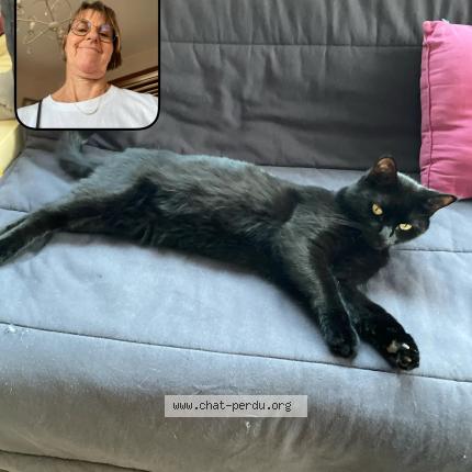 Photo 1/1 Saki Chat perdu à Bezannes