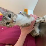 Photo de chat trouvé à Mouvaux