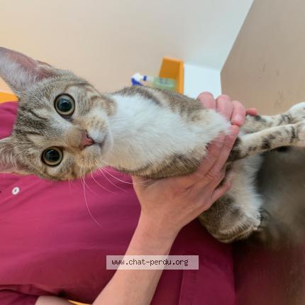 Photo 1/1 Chat trouvé Trouvé à Mouvaux