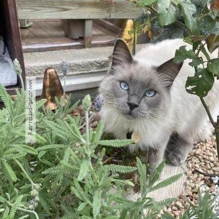 Photo 1/1 Chat retrouvé Perdu à Marseille