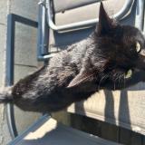 Photo de chat trouvé à Montblanc