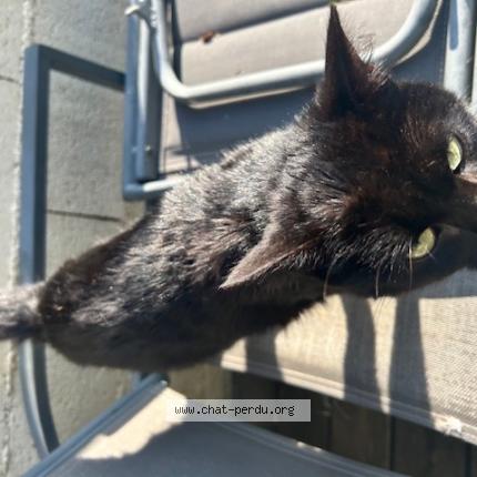 Photo 1/1 Chat trouvé Trouvé à Montblanc