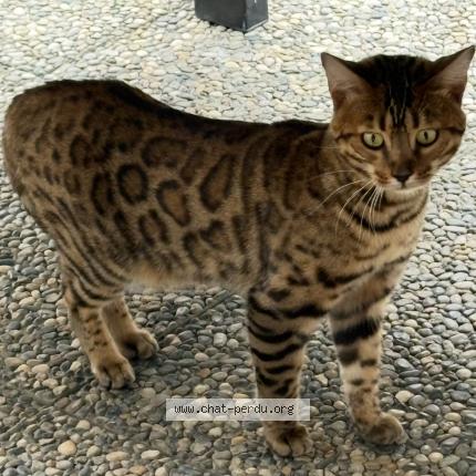 Photo 1/1 Winnie Chat perdu à Echirolles