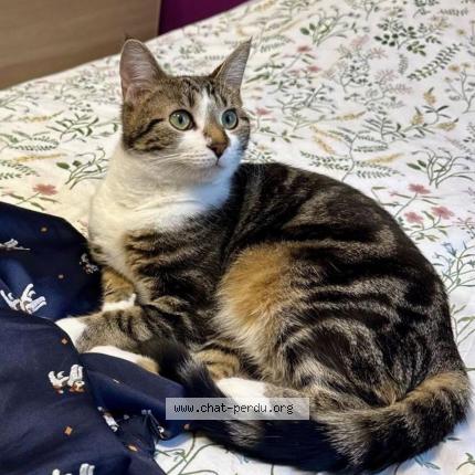 Photo 1/1 Izzie Chat perdu à Provin