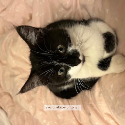 Photo 1/1 Mysti Chat perdu à Narbonne