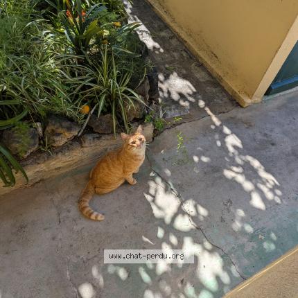 Photo 1/1 Chat trouvé Trouvé à Nice