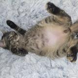 Photo de chat perdu à Corps Nuds