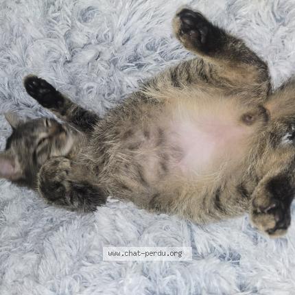 Photo 1/1 Simba Chat perdu à Corps nuds