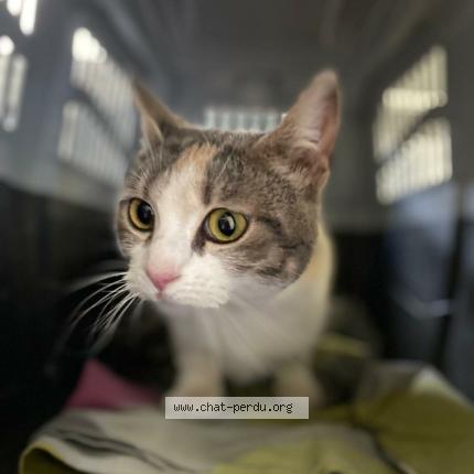 Photo 1/1 Chat trouvé Trouvé à Montauban