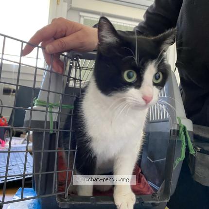 Photo 1/1 Chat trouvé Trouvé à Montauban