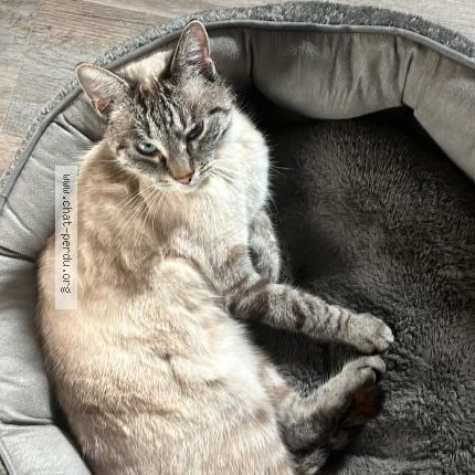 Photo 1/1 Kyo Chat perdu à Aulnay Sous Bois