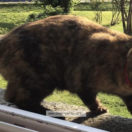 Photo 1/1 Jinx Chat perdu à Morlaix