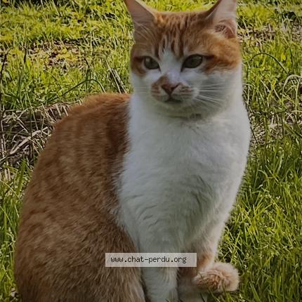 Photo 1/1 Poppy Chat perdu à Saint philbert de bouaine