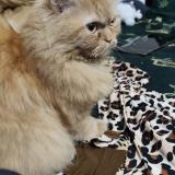 Photo de chat perdu à Lahore