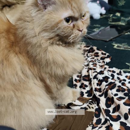 Photo 1/1 Milo Chat perdu à Lahore