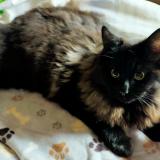 Photo de chat perdu à Beuvillers