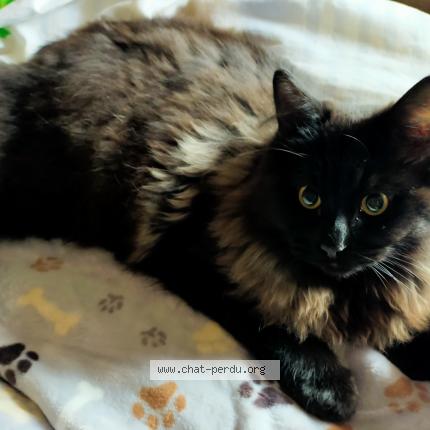Photo 1/1 Amadeus Chat perdu à Beuvillers
