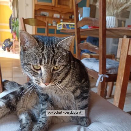 Photo 1/2 Chat trouvé Trouvé à Baguer morvan