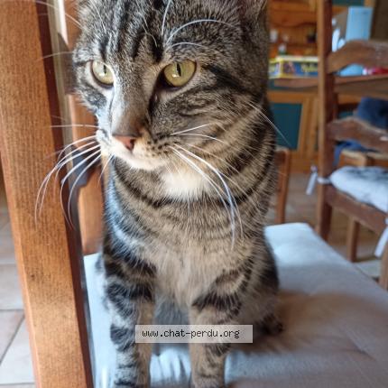 Photo 2/2 Chat trouvé Trouvé à Baguer morvan