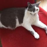 Photo de chat perdu à Villeneuve Saint Georges