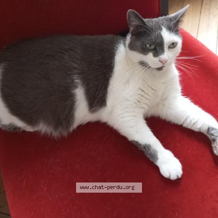 Photo 1/3 Minette Chat perdu à Villeneuve saint georges