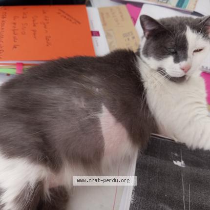 Photo 2/3 Minette Chat perdu à Villeneuve saint georges