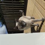 Photo de chat perdu à Entrammes