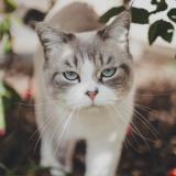 Photo de chat perdu à Fonbeauzard