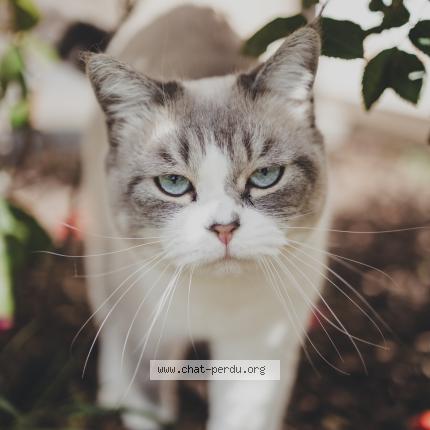 Photo 1/1 Pompom Chat perdu à Fonbeauzard