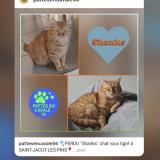 Photo de chat perdu à Saint Jacut Les Pins