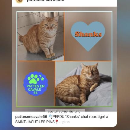Photo 1/1 Shanks Chat perdu à Saint jacut les pins