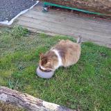 Photo de chat trouvé à Bouille Courdault