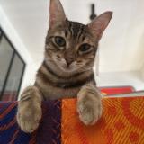 Photo de chat perdu à Marseille