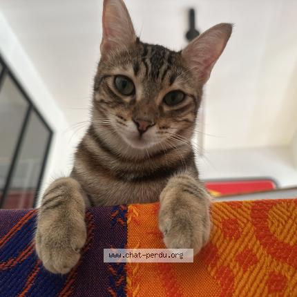 Photo de chat perdu à Marseille