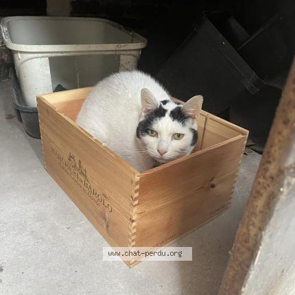 Photo de chat perdu à Saint Maur Des Fosses