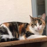 Photo de chat perdu à Saint Nazaire