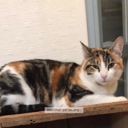 Photo 1/1 Lili Chat perdu à Saint nazaire