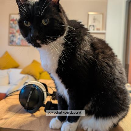 Photo 1/1 Chat retrouvé Perdu à Lille