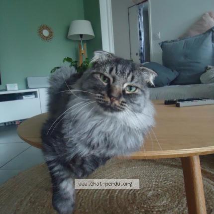 Photo 1/1 Onyx Chat perdu à Rillieux la pape