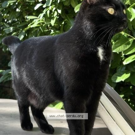 Photo 1/1 Flokie Chat perdu à Agen