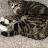 Photo de chat perdu à Plaisance Du Touch