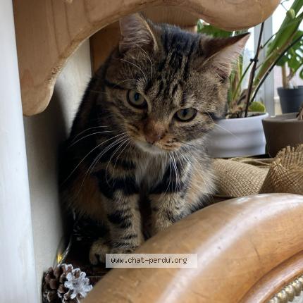 Photo 1/1 Arès Chat perdu à Chaumont