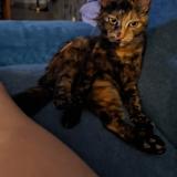 Photo de chat perdu à Violes