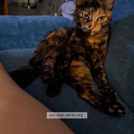 Photo 1/1 Câline Chat perdu à Violes