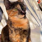 Photo de chat perdu à Miremont