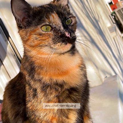 Photo 1/1 Dash Chat perdu à Miremont