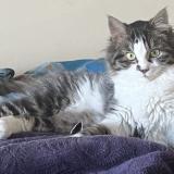 Photo de chat perdu à Lorette