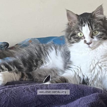 Photo 1/1 Abhysse Chat perdu à Lorette