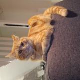 Photo de chat perdu à Beauvais