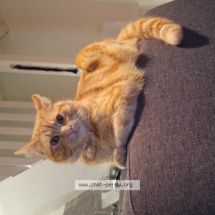 Photo 1/1 Sacha Chat perdu à Beauvais